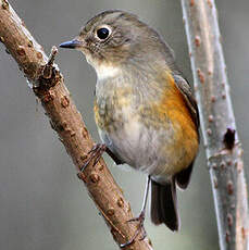 Robin à flancs roux