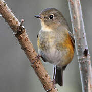 Red-flanked Bluetail