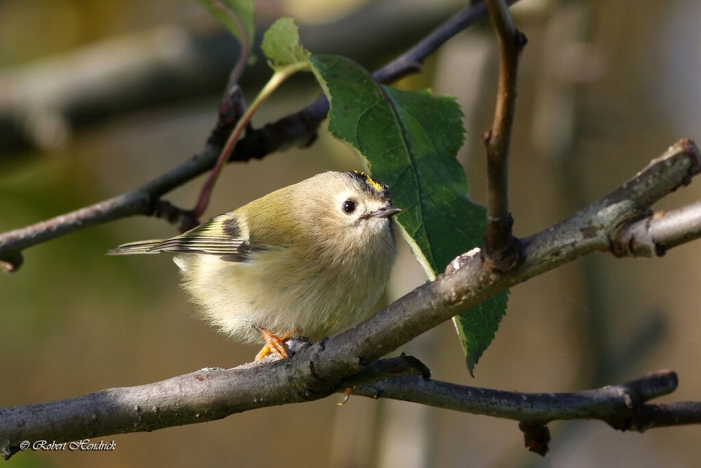 Goldcrest