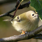 Goldcrest