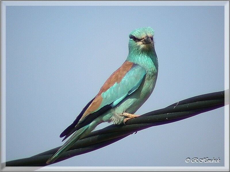 European Roller