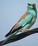 European Roller