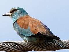 European Roller