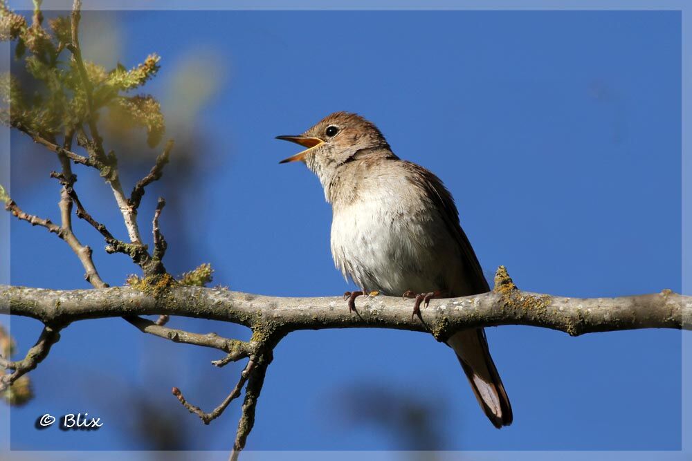 Common Nightingale