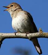 Common Nightingale