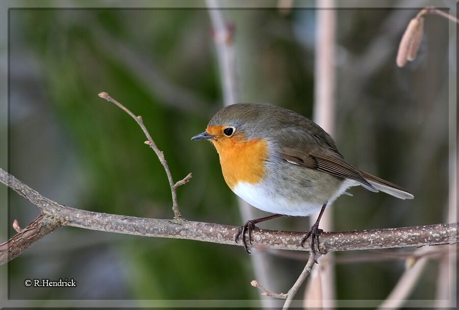 European Robin