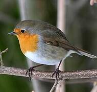 European Robin