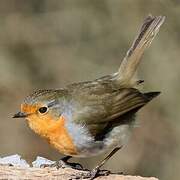 European Robin