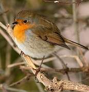 European Robin