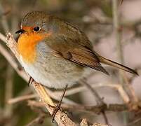 European Robin