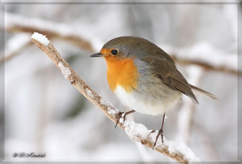 European Robin