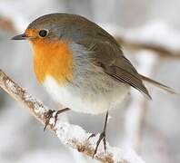 European Robin