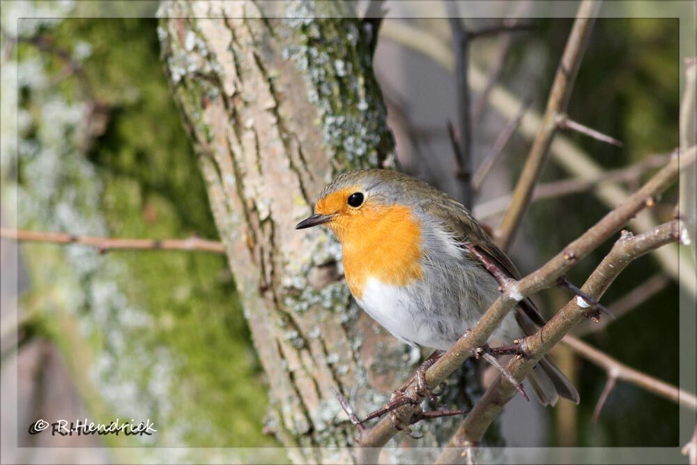 European Robin