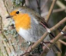 European Robin