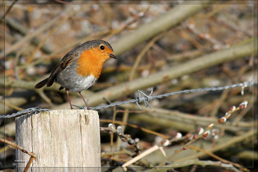 European Robin