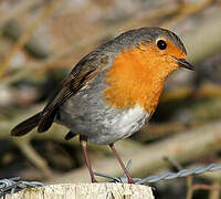 European Robin