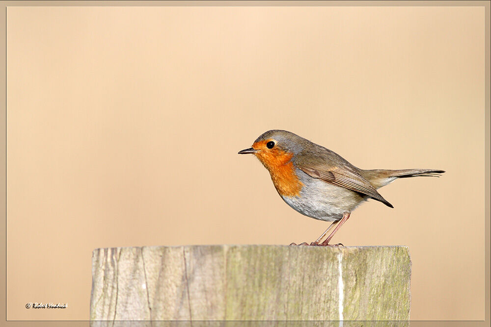 European Robin