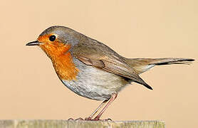 European Robin