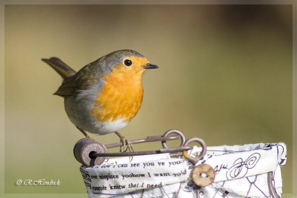 European Robin