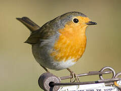 European Robin