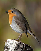 European Robin