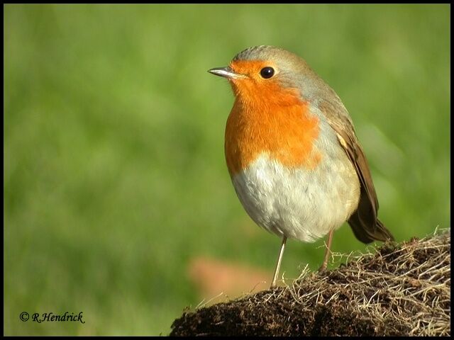 European Robin