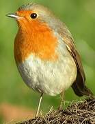 European Robin