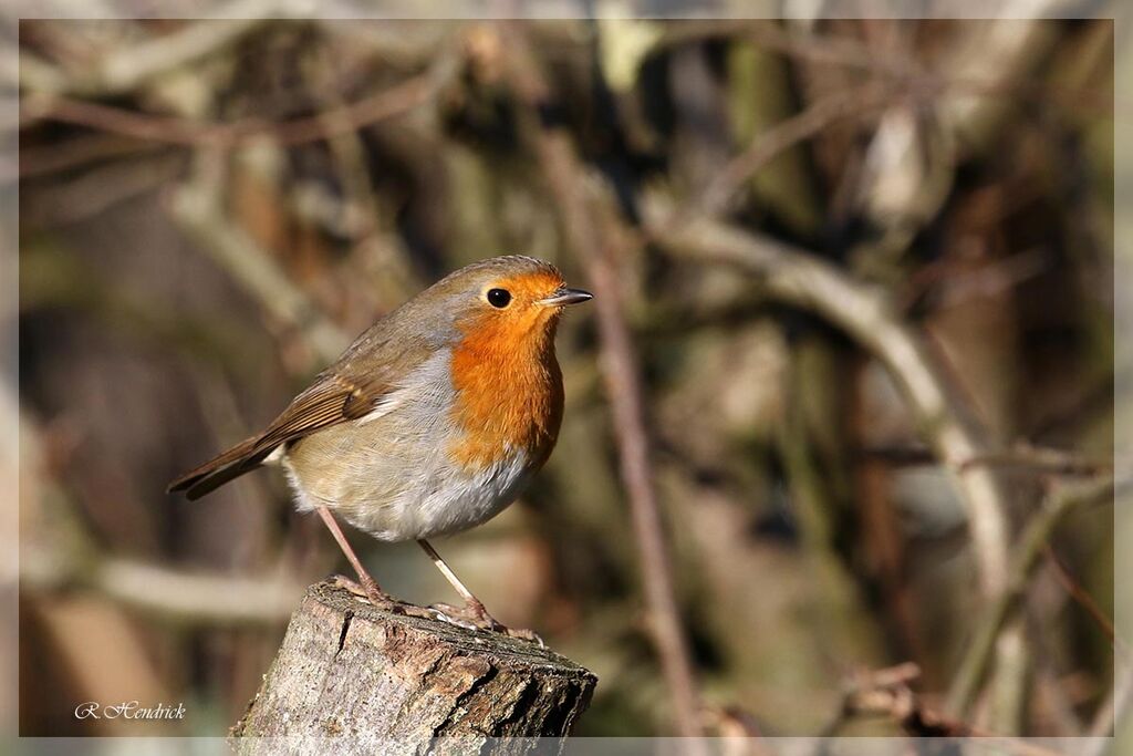 European Robin