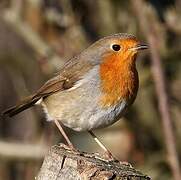 European Robin