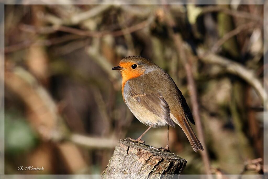 European Robin