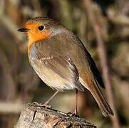 European Robin