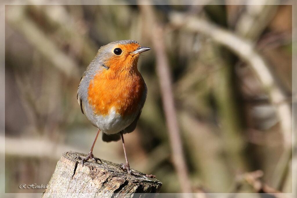 European Robin