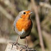 European Robin