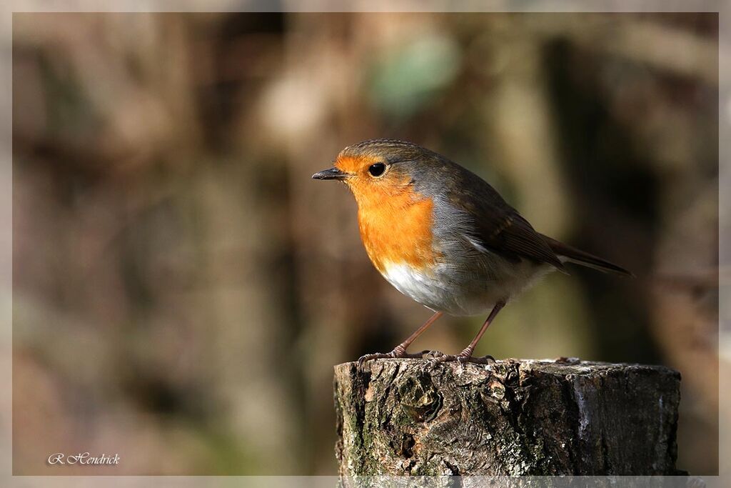 European Robin