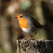 European Robin