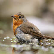 European Robin