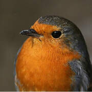 European Robin