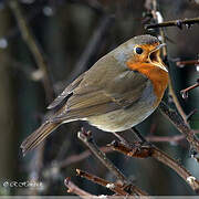 European Robin