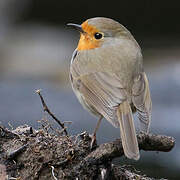 European Robin