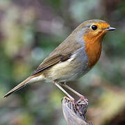 European Robin