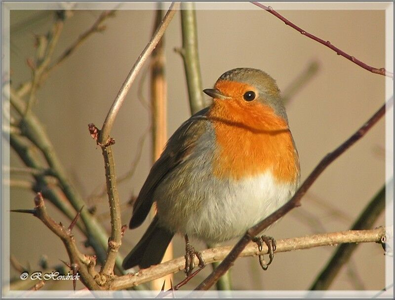 European Robin