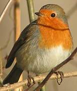 European Robin