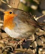 European Robin