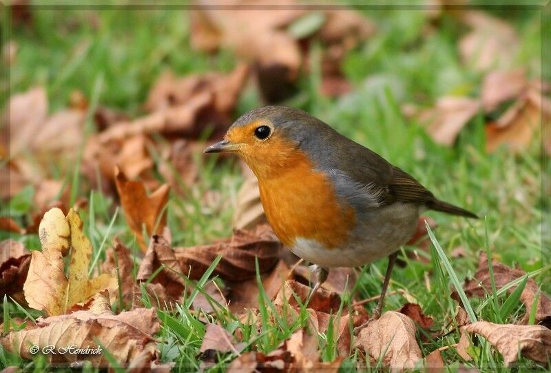 European Robin