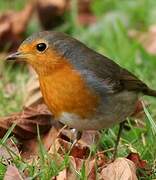 European Robin