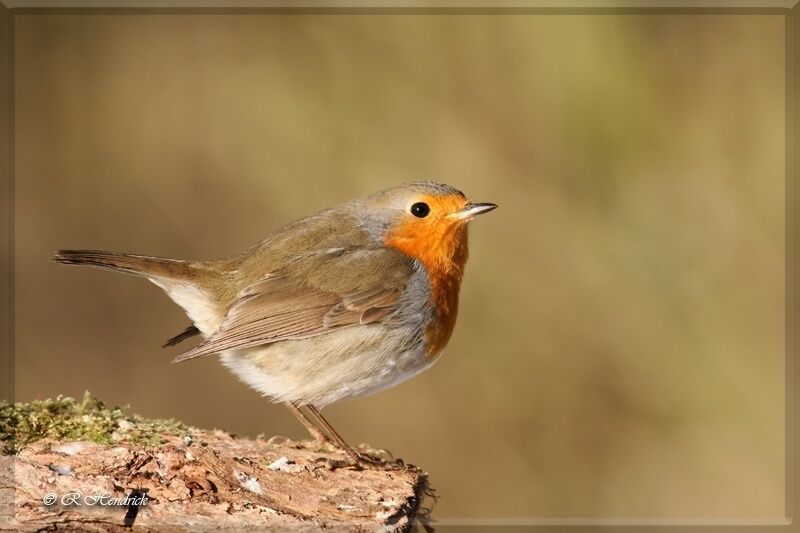 European Robin