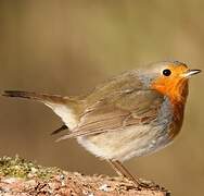 European Robin