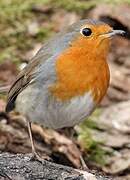 European Robin