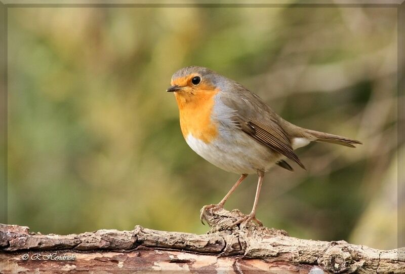 European Robin