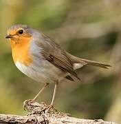 European Robin